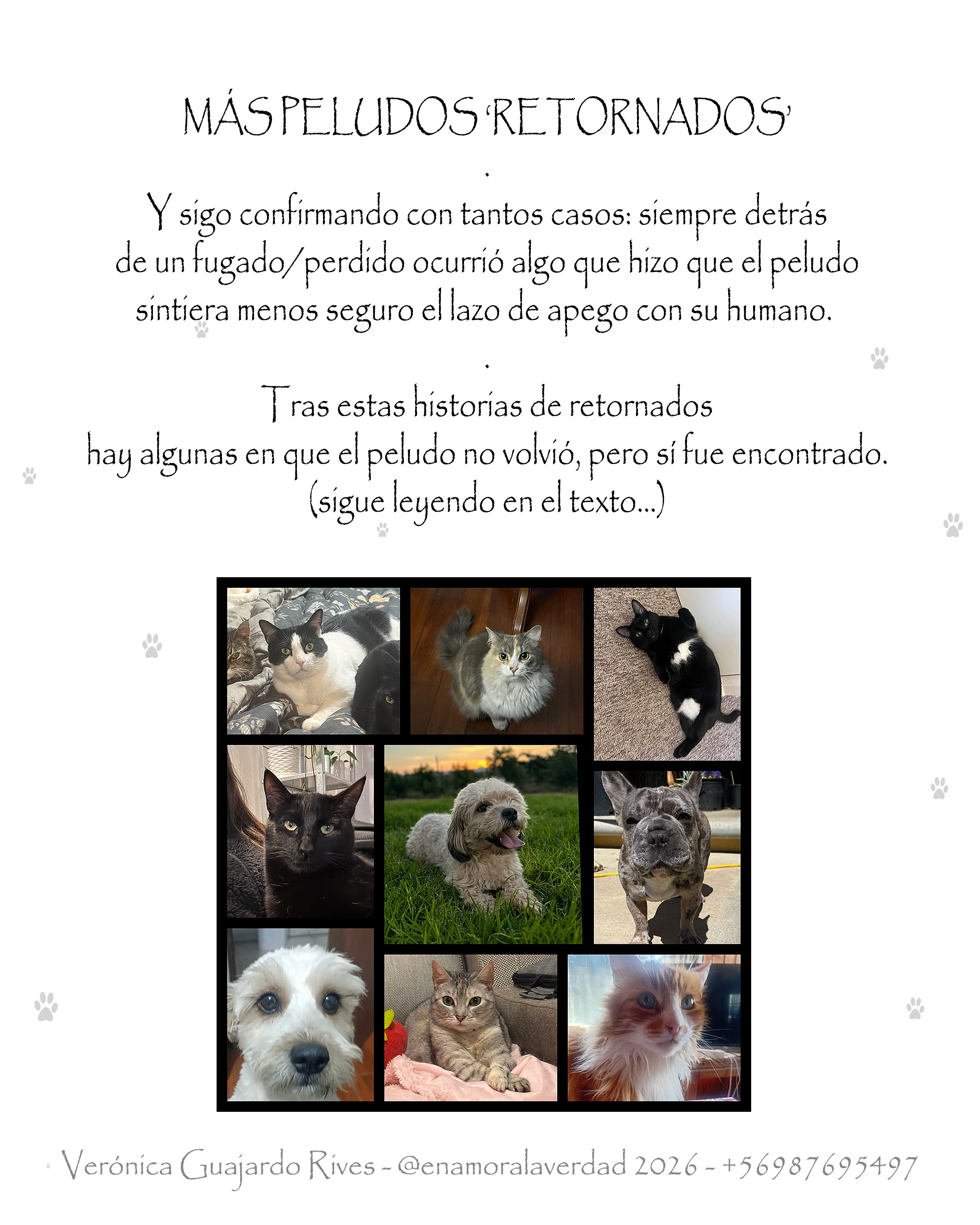 Y más peludos retornados post thumbnail image